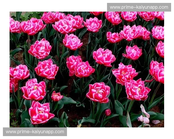 当红龙之魂碰撞郁金香风暴：一场关于尊严、艺术与不可能之梦的巅峰博弈